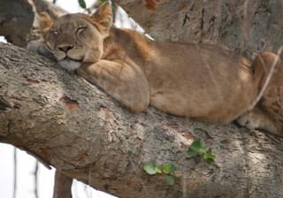 Tree Climbing Lion Queen Elizabeth National Park Uganda