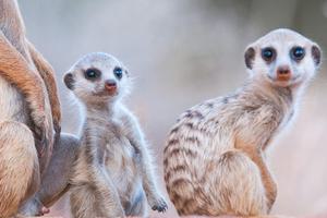 Tswalu The Motse Meerkats