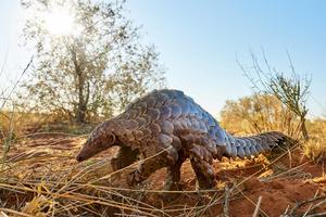 Tswalu The Motse Pangolin Tswalu The Motse Pangolin