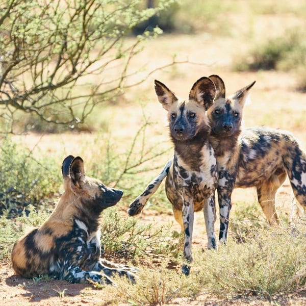 Tswalu The Motse Wild Dog South Africa