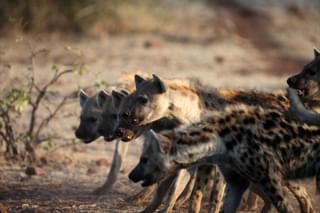Tuli Safari Lodge Hyena