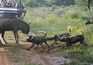 Tuningi Morning And Afternoon Game Drives Tuningi Morning And Afternoon Game Drives