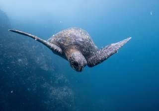 Turtle Galapagos