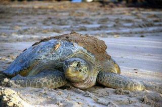 Turtle Adult Principe Turtle Adult Principe