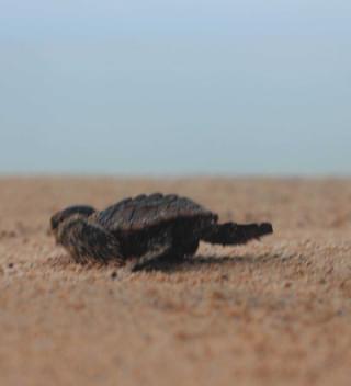 Turtle Baby  Principe Scampering
