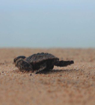 Turtle Baby Principe Scampering Turtle Baby Principe Scampering