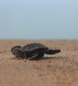 Turtle Baby  Principe Scampering