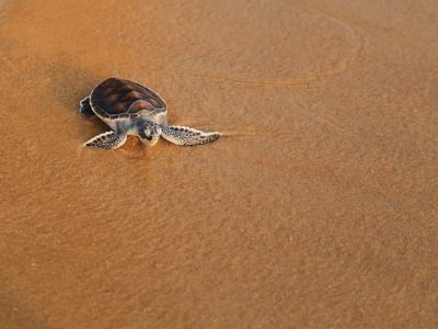Turtle Baby Principe Turtle Baby Principe