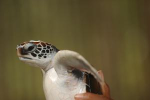 Turtle In  Kosgoda