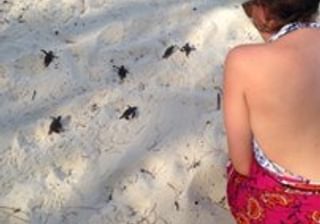 Turtle Watch Watamu Turtle Watch Watamu