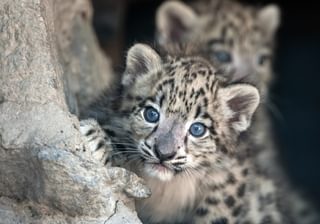 Two Snow leopard baby Canva Pro Two Snow leopard baby Canva Pro