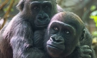 Two gorillas hugging Congo Canva Pro Two gorillas hugging Congo Canva Pro