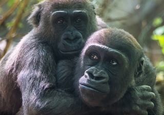 Two gorillas hugging Congo Canva Pro Two gorillas hugging Congo Canva Pro