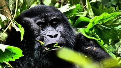 Uganda Gorilla Melvyn Dodd