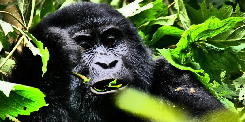 Uganda Gorilla Melvyn Dodd Uganda Gorilla Melvyn Dodd
