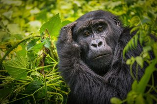 Uganda Gorilla Trekking Uganda Gorilla Trekking
