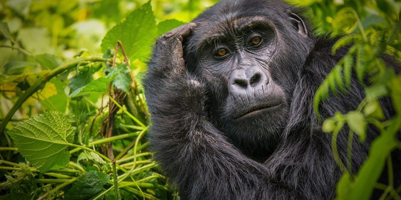 Uganda Gorilla Trekking Uganda Gorilla Trekking