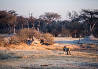 Underground Hide With Lion