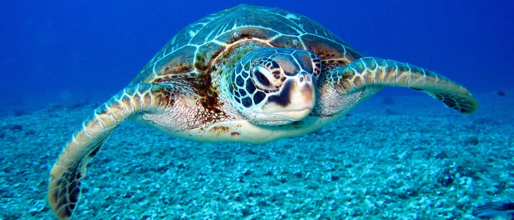 Underwater turtle