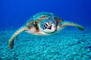 Underwater turtle