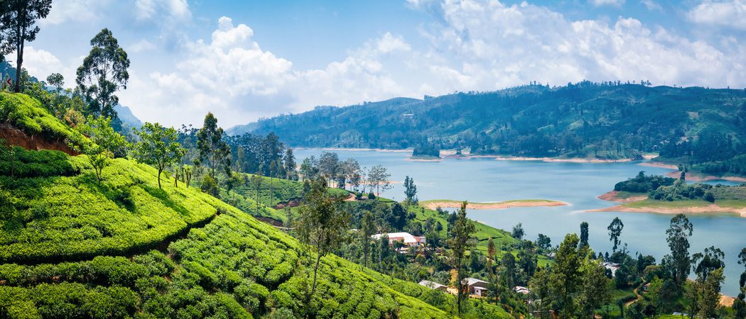 View From Tea Plantation Near  Nuwara  Eliya