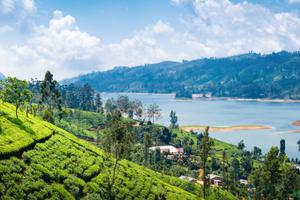 View From Tea Plantation Near  Nuwara  Eliya