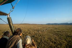 Viewing Zebra From The Balloon