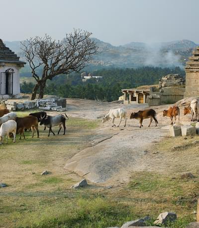 Village Cows