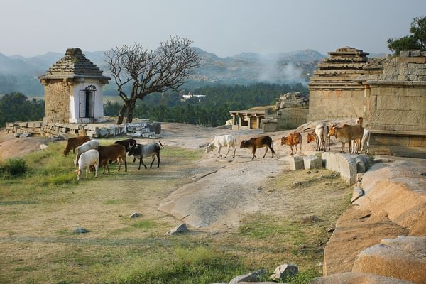 Village Cows Village Cows