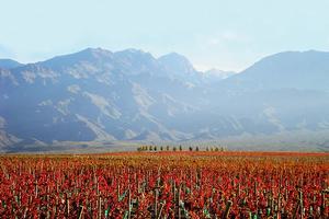 Vineyard Mendoza Argentina Vineyard Mendoza Argentina