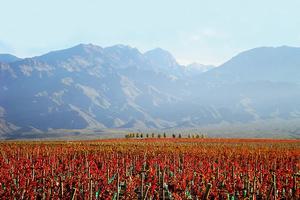 Vineyard Mendoza Argentina