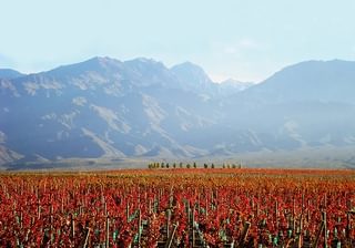 Vineyard Mendoza Argentina Vineyard Mendoza Argentina