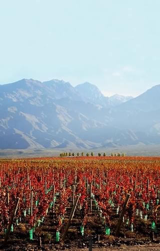 Vineyard Mendoza Argentina