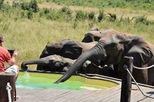 Visitors To The Swimming Pool Khulu