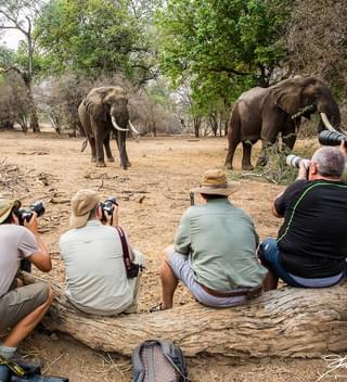 Vundu Camp Elephants On Foot