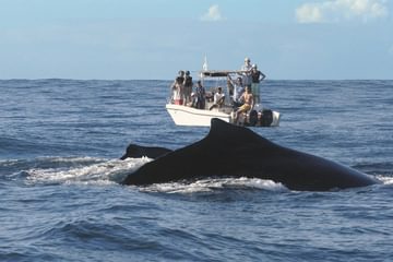 Whale Watching Princesse Bora Whale Watching Princesse Bora