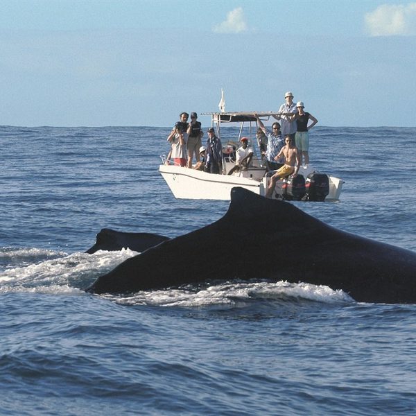 Whale Watching Princesse Bora
