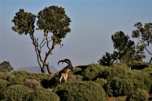 Walia Ibex Trio Simien Mountains Walia Ibex Trio Simien Mountains
