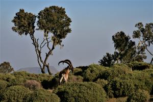 Walia  Ibex Trio  Simien  Mountains