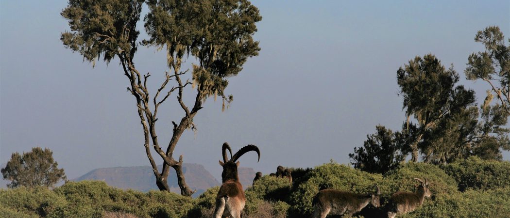 Walia Ibexes