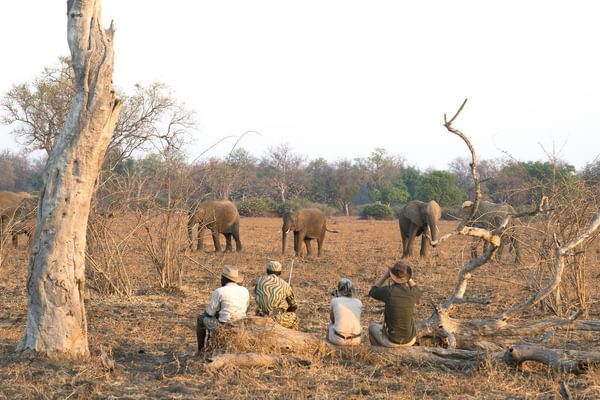 Walking Safaris Walking Safaris