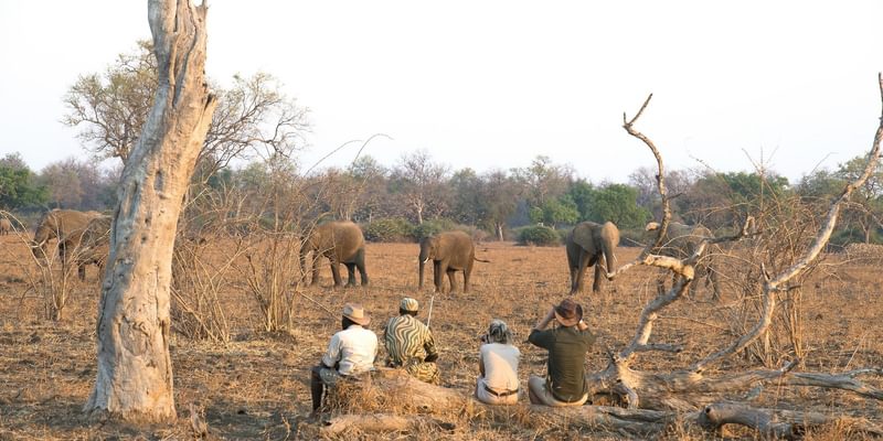 Walking Safaris Walking Safaris