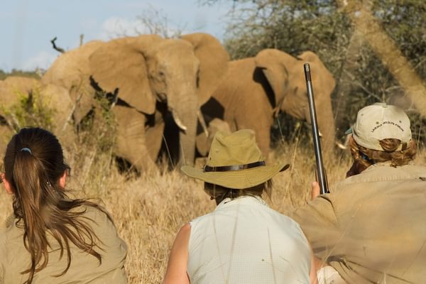 Walking safaris Walking safaris