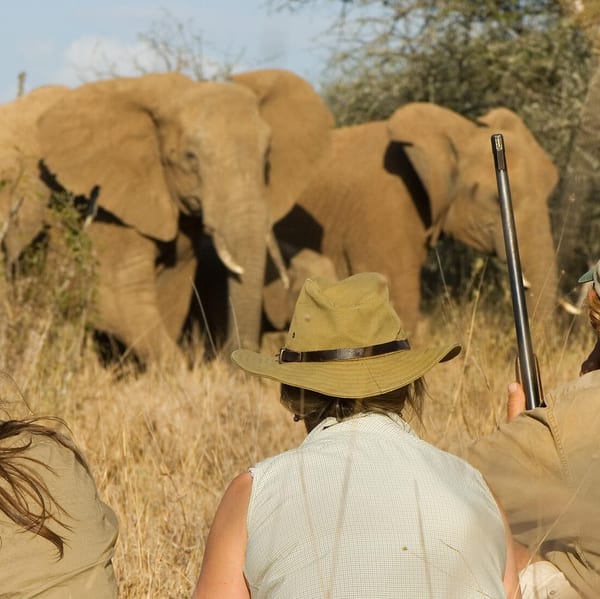 Walking safaris