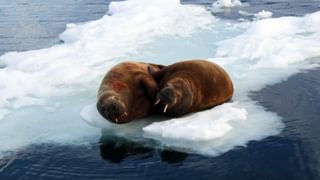 Walrus in the Arctic canva pro Walrus in the Arctic canva pro