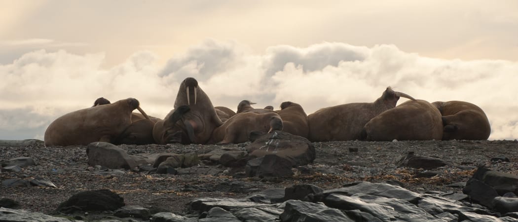 Walrus scenery Spitsbergen Arctic Polar Erwin Vermeulen Oceanwide Expeditions