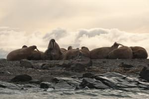 Walrus scenery Spitsbergen Arctic Polar Erwin Vermeulen Oceanwide Expeditions