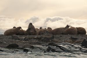 Walrus scenery Spitsbergen Arctic Polar Erwin Vermeulen Oceanwide Expeditions Walrus scenery Spitsbergen Arctic Polar Erwin Vermeulen Oceanwide Expeditions