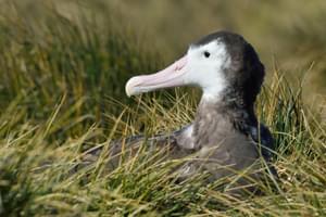 Wandering Albatross Martin van Lokven Oceanwide Expeditions min