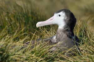 Wandering Albatross Martin van Lokven Oceanwide Expeditions min Wandering Albatross Martin van Lokven Oceanwide Expeditions min